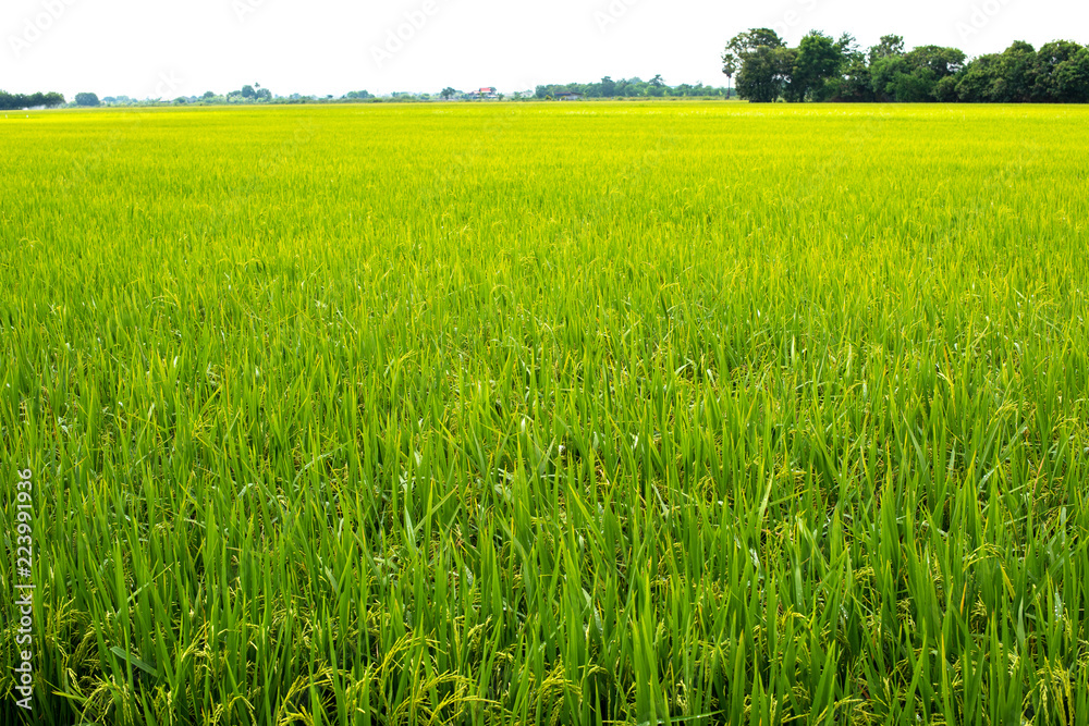 Rice fields,Thailand. Rice fields,Thailand.