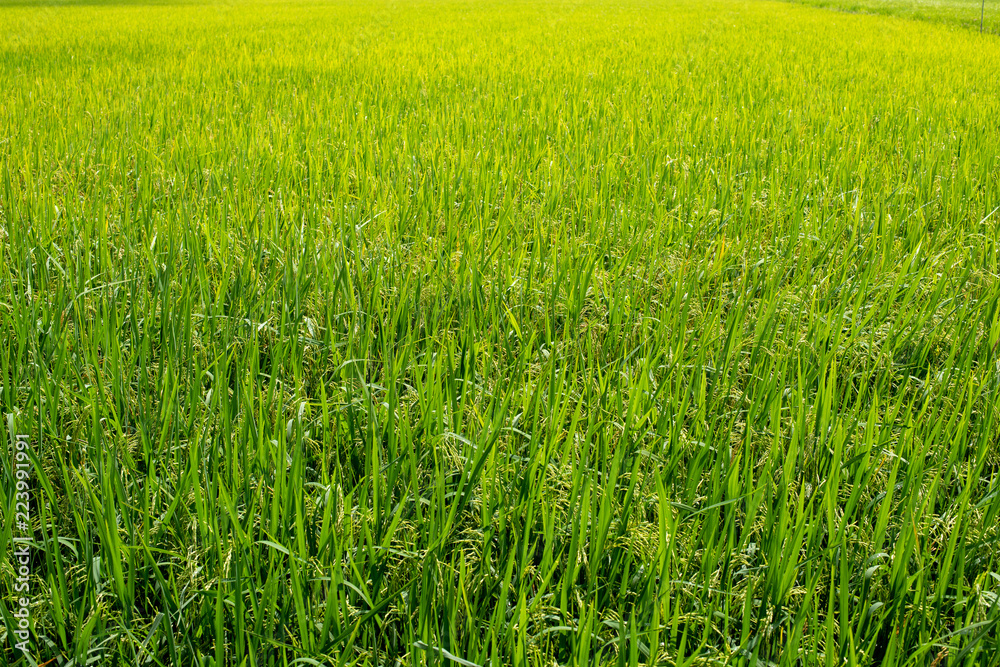 Rice fields,Thailand.