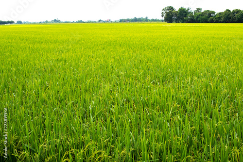 Rice fields Thailand.