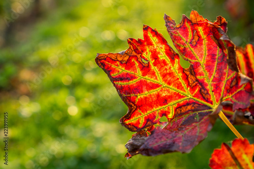 red vine leaves in autumn in a vineyard in Padana Valley
