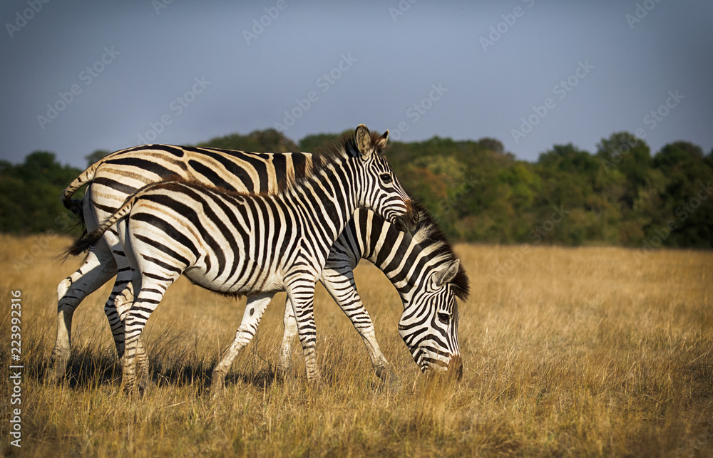 herd of zebras walking across the savannah herd of zebras walking across the savannah