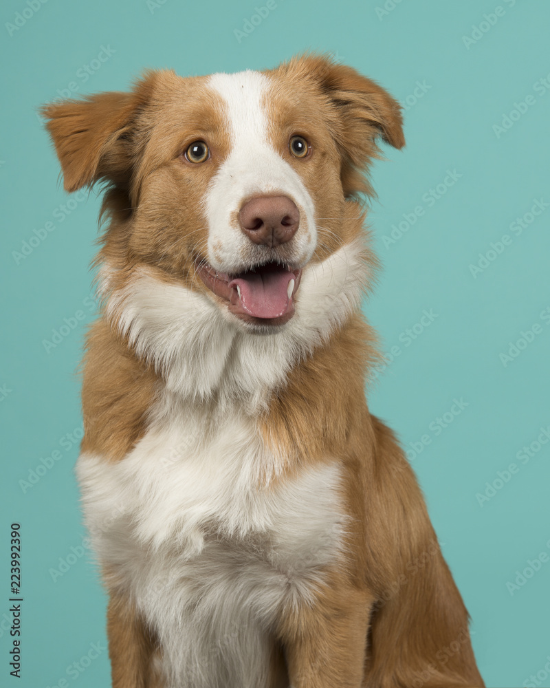 Portrait of a red border collie dog looking away with mouth open on a blue background in a vertical image