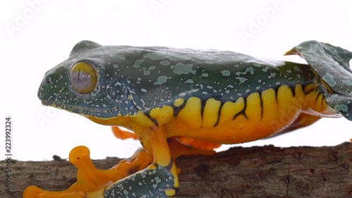 Amazon Leaf Frog (Cruziohyla craspedopus) climbing on a branch in slow motion photo