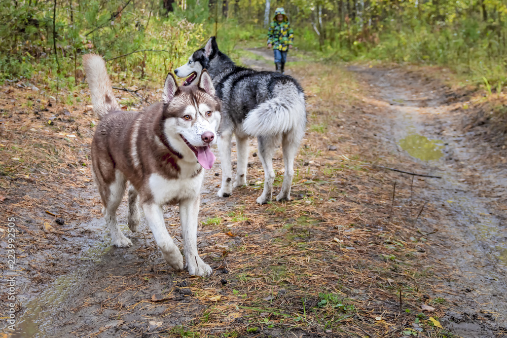 Siberian husky dogs walk in the autumn forest.
