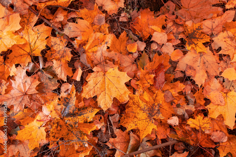 Leaves on the ground in autumn as a background Leaves on the ground in autumn as a background