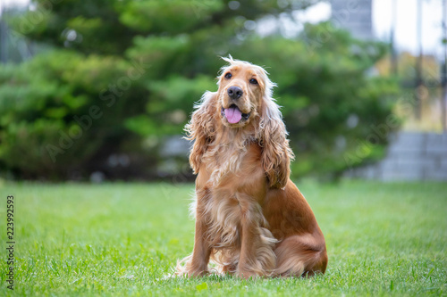 American Cocker Spaniel dog in the park photo