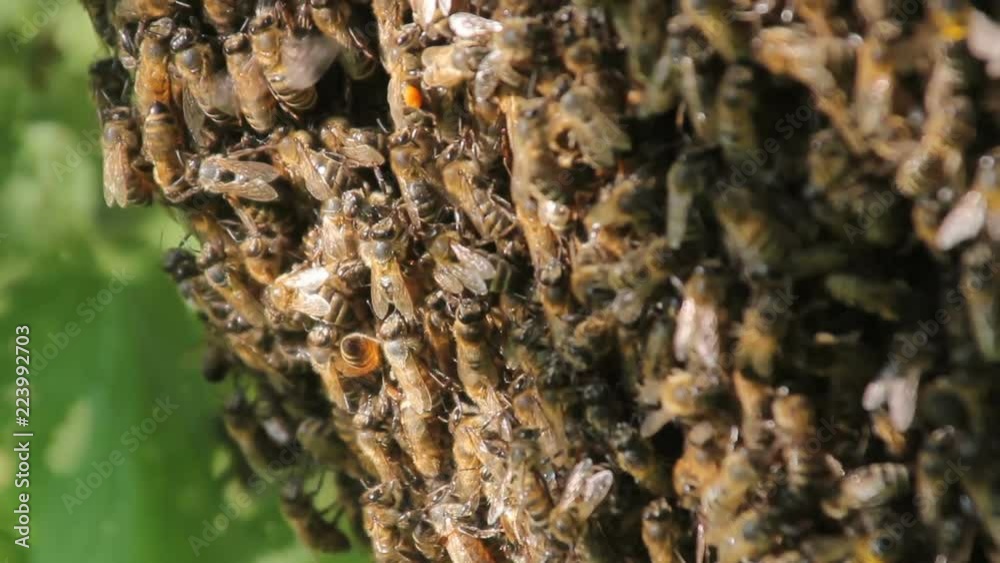 Bees convert nectar into honey. closeup of bees on honeycomb in apiary Bees convert nectar into honey. closeup of bees on honeycomb in apiary