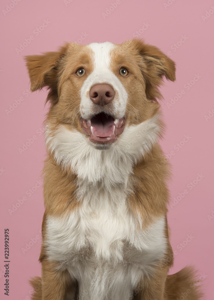 Portrait of a red border collie dog on a pink background with mouth open