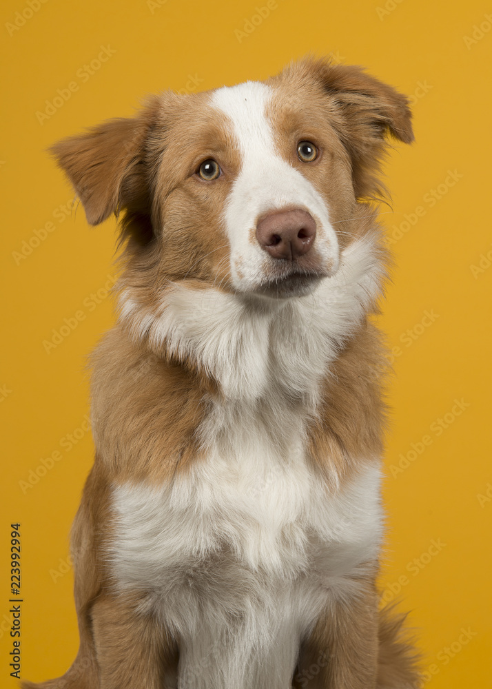 Portrait of a red border collie dog on a yellow background