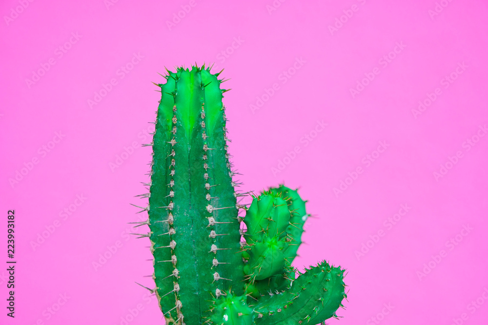 Naklejka premium closeup green Cactus on pink background . Fashion pattern. Art Gallery Minimal.