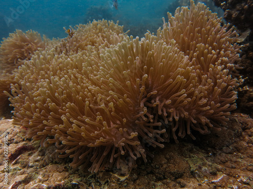 sea anemones and clownfish found at coral reef area at Tioman island, Malaysia