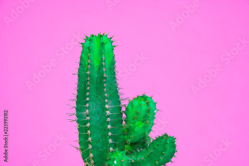 closeup green Cactus on pink background . Fashion pattern. Art Gallery Minimal.