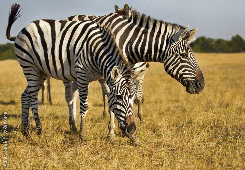 Fototapeta premium herd of zebras walking across the savannah
