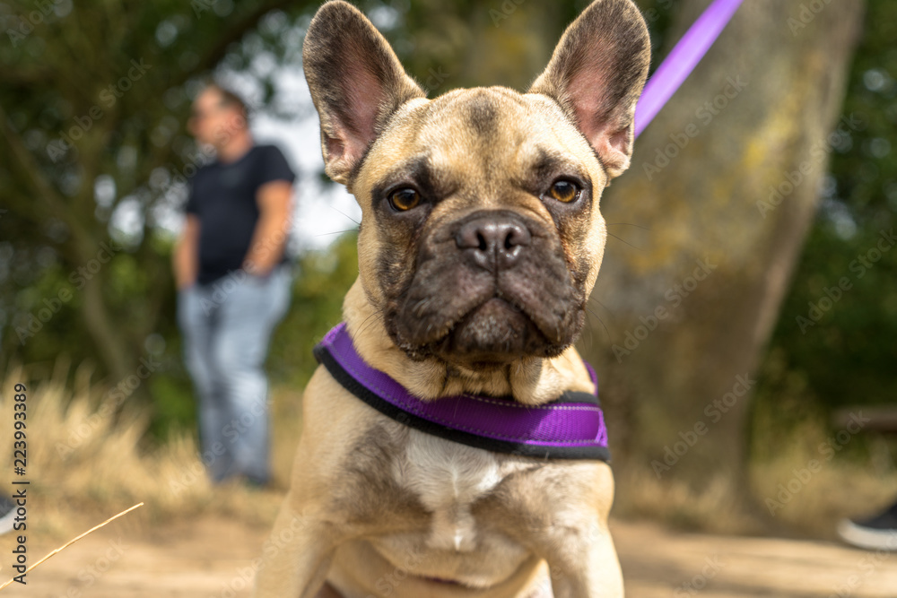 Fototapeta premium French Bull Dog. Bull dog. French.
