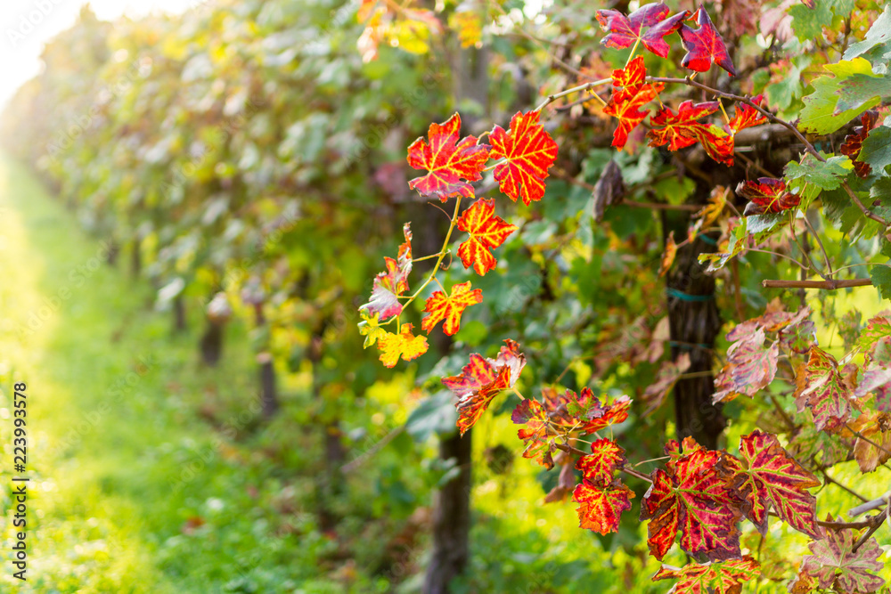 red vine leaves in autumn in a vineyard in Padana Valley red vine leaves in autumn in a vineyard in Padana Valley