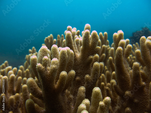 Beautiful coral found at coral reef area at Tioman Island, Malaysia