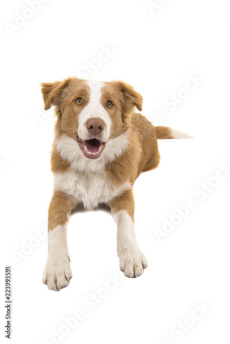 Red border collie dog lying down looking at the camera seen from an high angle view on a white background