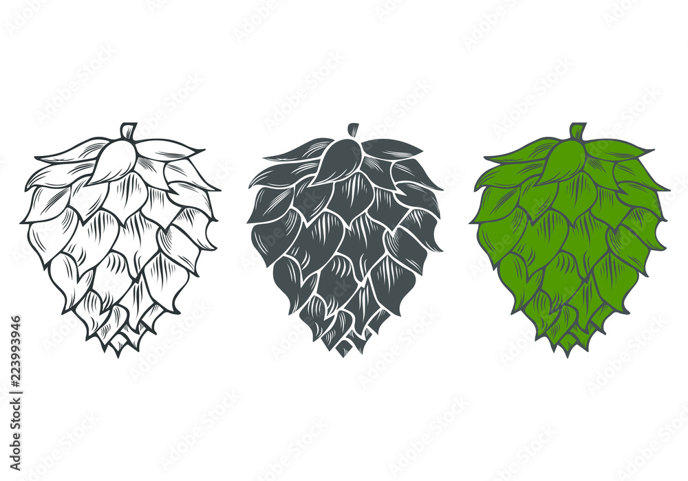 Hop cone icon. Beer ingredient sketch. Vector isolated illustration. Stock Vector Adobe Stock