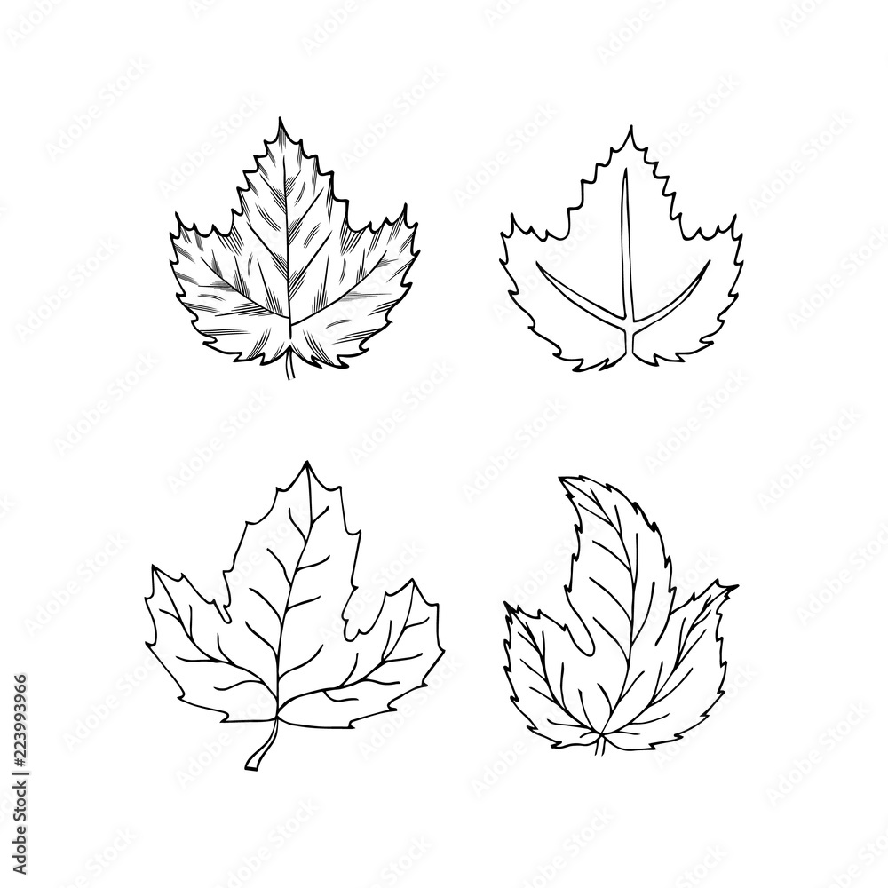 Fototapeta premium Sketch of hop leaves set. Engraving style. Beer plant icon. Vector isolated illustration.