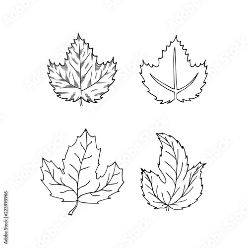 Sketch of hop leaves set. Engraving style. Beer plant icon. Vector isolated illustration.