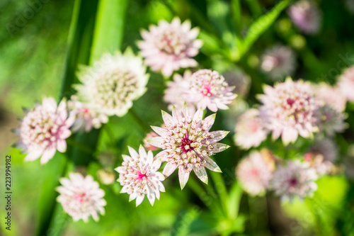 Blooming Astrantia in the garden. Selective focus. Shallow depth of field. © maxandrew