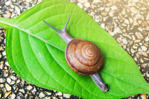 a snail on the walking way in the park