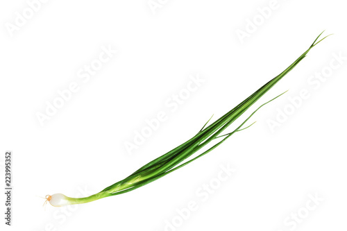 spring onions isolated on white background with clipping path