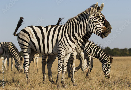 herd of zebras walking across the savannah