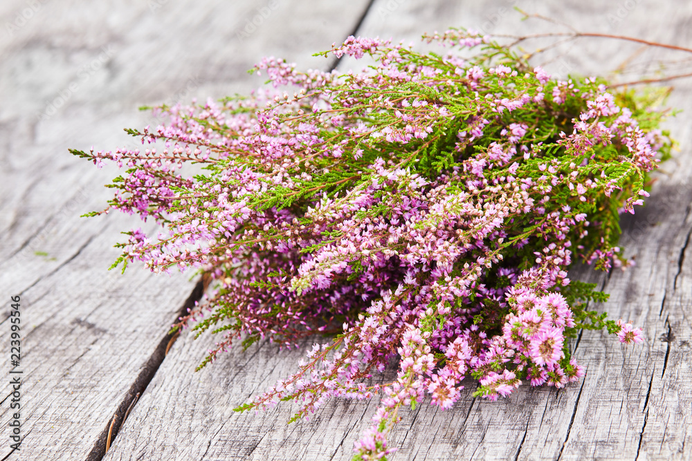 Bunch of Purple Scotch Heather Calluna Vulgaris, Erica, Ling Bush