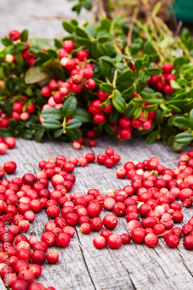 Vaccinium vitis-idaea (berries of wild cowberry) on a wooden natural background Vaccinium vitis-idaea (berries of wild cowberry) on a wooden natural background