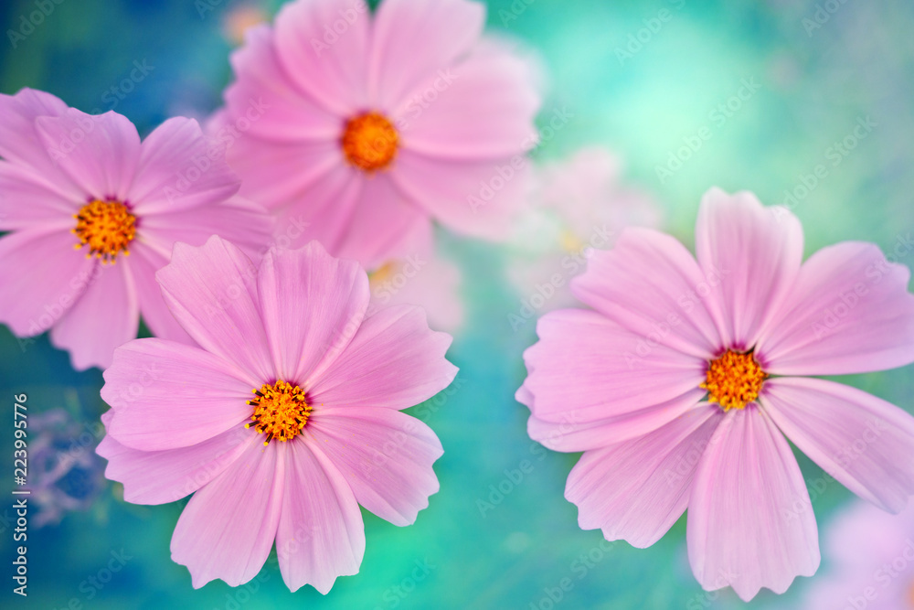Flowers are cosmos in soft light. Macro. Flowers on a blue blurred background bokeh. Cosmos flowers in the summer sun. View from above.
