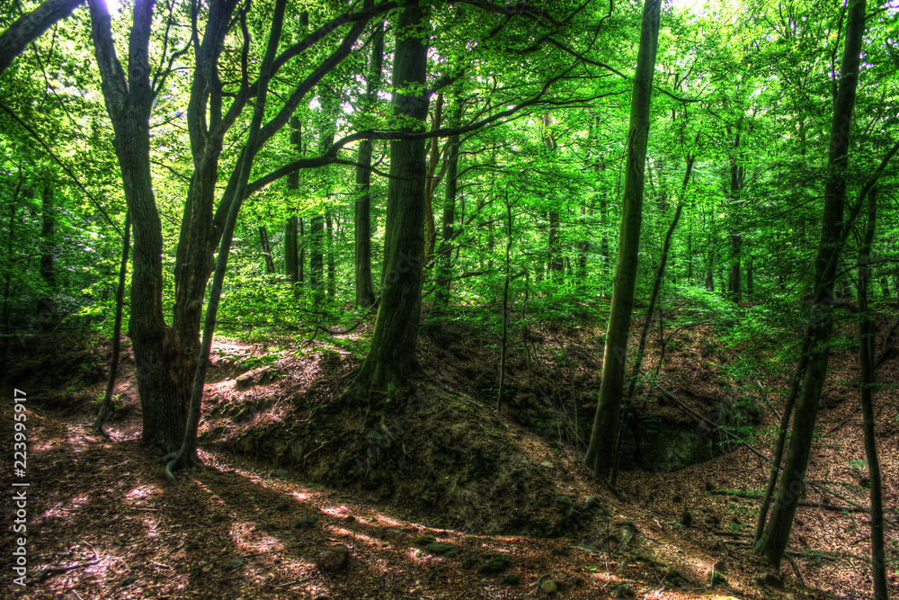 Forest LightandShadows