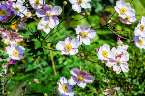Anemone hupehensis, Chinese or Japanese anemones, thimbleweed, or windflower, flowering herbaceous perennials in the Ranunculaceae family.