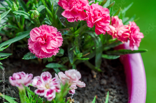 Red carnations, decorative on a green nature background