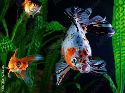 Goldfish, aquarium, a group of fish on the background of aquatic plants photo