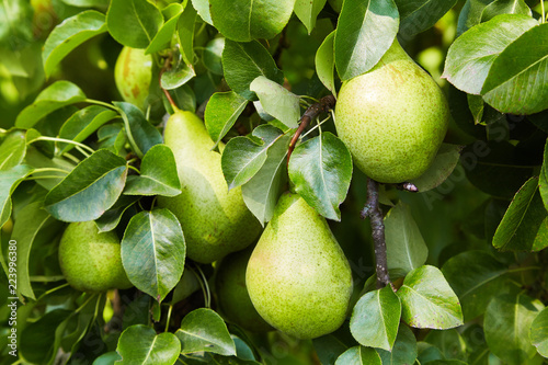 Fresh ripe pears on the branch growing on a tree  photo