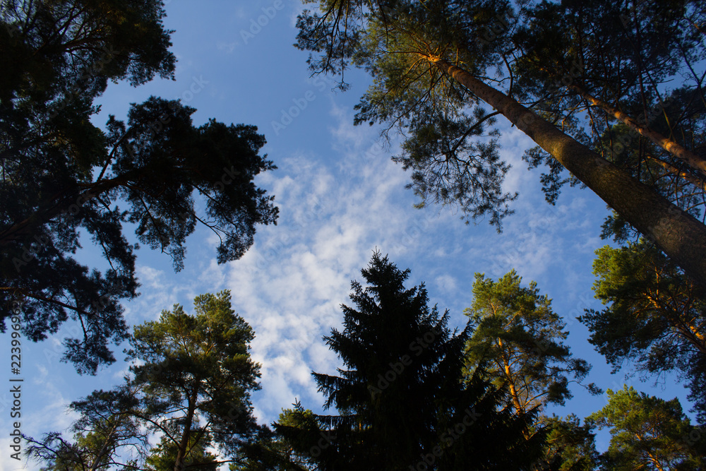 trees and blue sky trees and blue sky