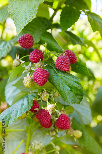 Raspberries. Growing Organic Berries Closeup. Ripe Raspberry In The Fruit Garden. Raspberry bush. Branch of ripe raspberries in a garden