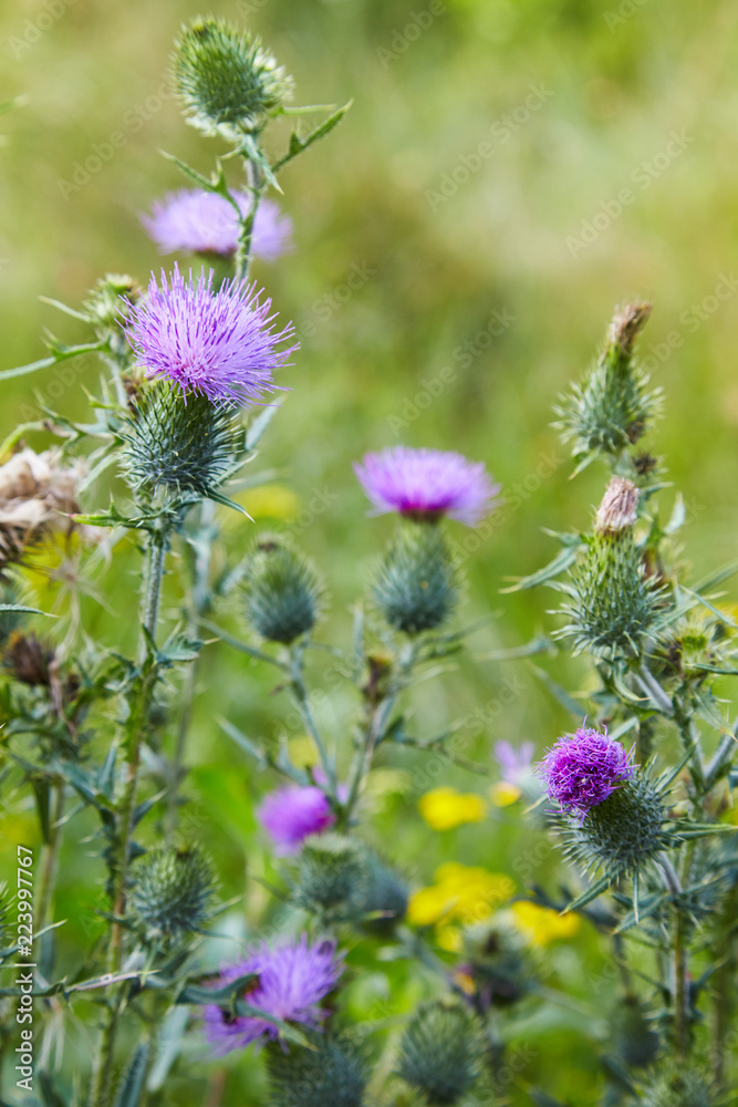 Cirsium vulgare, Spear thistle, Bull thistle, Common thistle, short lived thistle plant with spine tipped winged stems and leaves, pink purple flower heads Cirsium vulgare, Spear thistle, Bull thistle, Common thistle, short lived thistle plant with spine tipped winged stems and leaves, pink purple flower heads