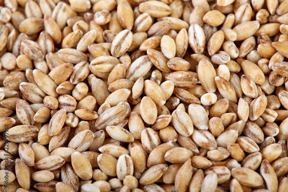 Background of winter wheat kernels. Wheat grain as background texture. Processed organic wheat grains as agricultural background.