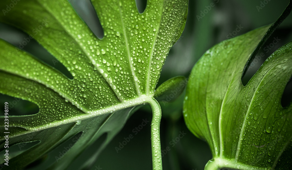 Obraz premium monster leaves on a green background, concept of exotic plants