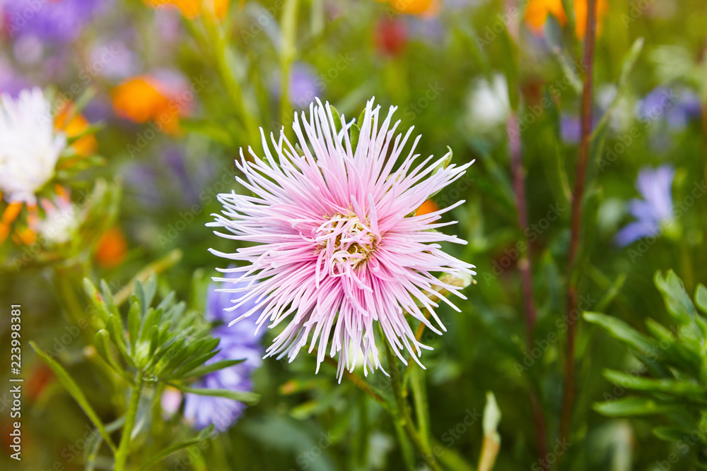 Chrysanthemum flowers as a background close up. Pink, purple and violet Chrysanthemums in autumn. Chrysanthemum wallpaper. Floral background. Selective focus. Chrysanthemum flowers as a background close up. Pink, purple and violet Chrysanthemums in autumn. Chrysanthemum wallpaper. Floral background. Selective focus.