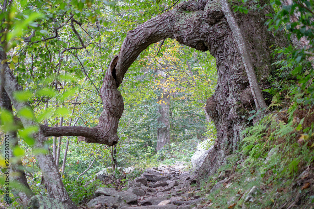 Obraz premium treearch