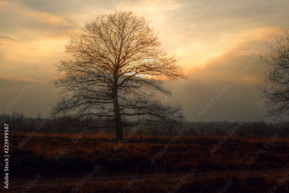 Oak in the Morning