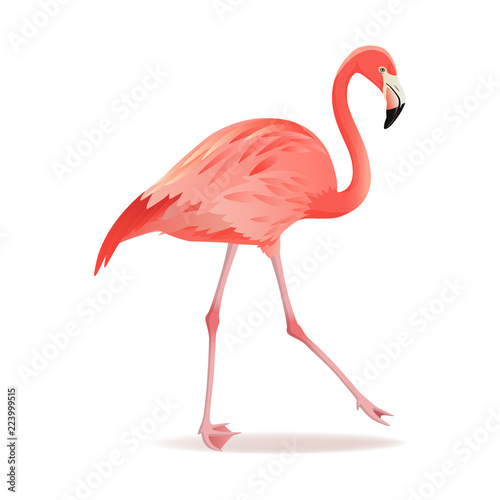 Red and pink flamingo vector illustration. Can be used for fashion print. Cool exotic bird walking decorative design elements collection. Flamingo Isolated on white background © MarySan