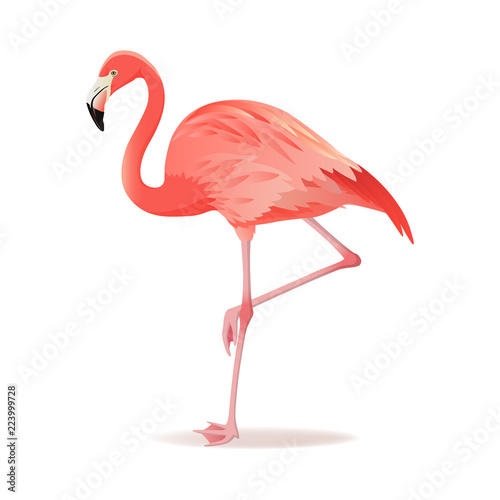 Red and pink flamingo vector illustration. Can be used for fashion print. Cool exotic bird standing  decorative design elements collection. Flamingo Isolated on white background