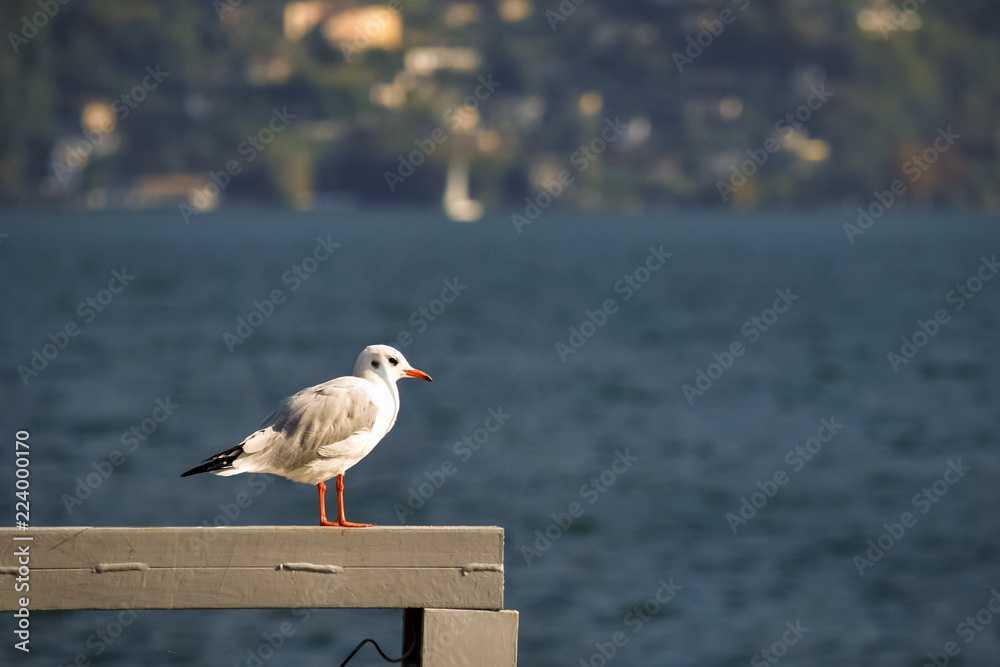 Fototapeta premium Lonely seagull is looking across the majestic Lake Lugano in the canton of Ticino in the southern part of Switzerland