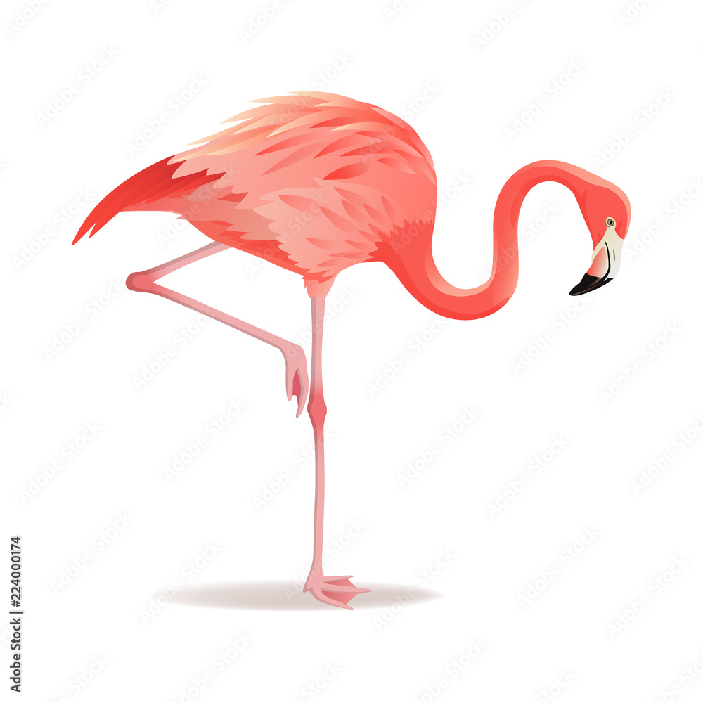 Fototapeta Red and pink flamingo vector illustration. Can be used for fashion print. Cool exotic bird standing, decorative design elements collection. Flamingo Isolated on white background