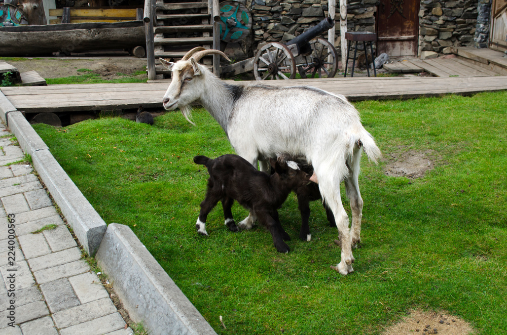 Obraz premium goat feeds little goats