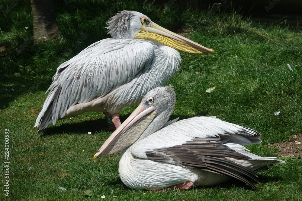 Pelican-01